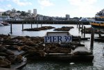Sealions at Pier 39 (2).jpg