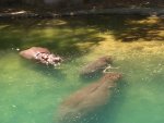 IMG_20220411_123330.jpg
