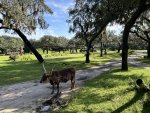 IMG_0182.jpeg