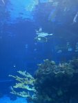 IMG_0268.jpeg