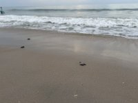 IMG_1198.jpeg