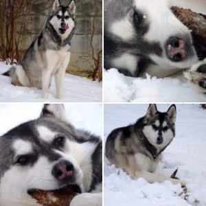 Tiere