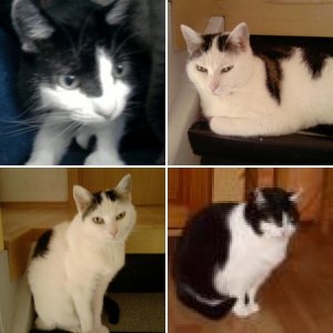 Katzen