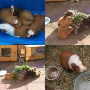Unsere Schweinchen