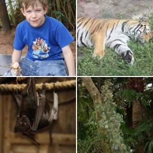 Animal Kingdom