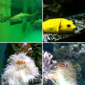 Meeresaquarium Zella-Mehlis