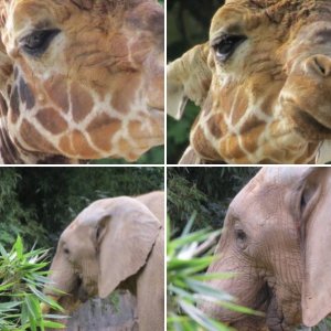 Zoo Duisburg 2013