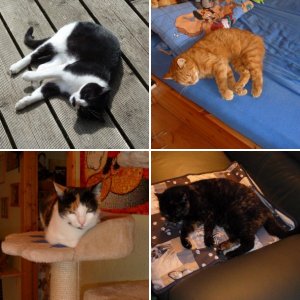 Katzen