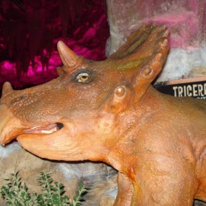 Der Baby-Triceratops, der uns beim Dinner im T-Rex Gesellschaft geleistet hat