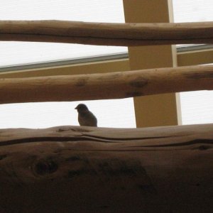 Vogel im Stanta Fe Restaurant