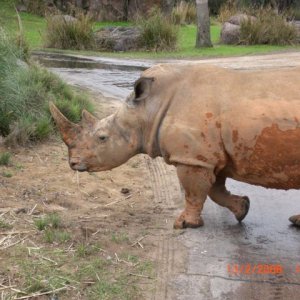 57
safari - animal kingdom
ein nashorn kreuzt den weg!