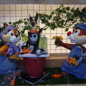 Hörnchen im Schaufenster
