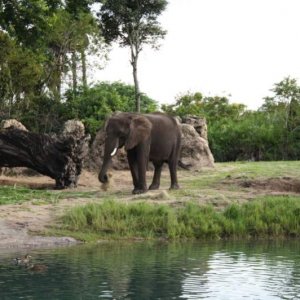 Animal3