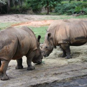 Animal4