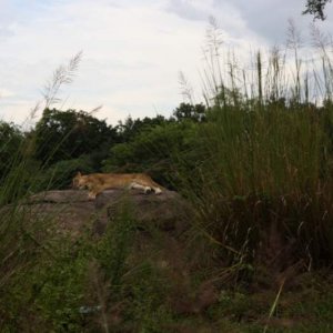 Animal5