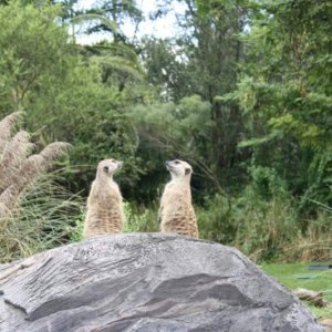 Animal6