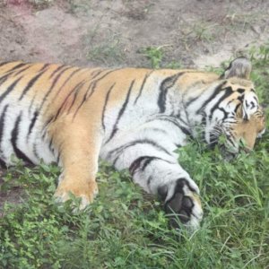 Animal9