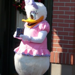 Daisy