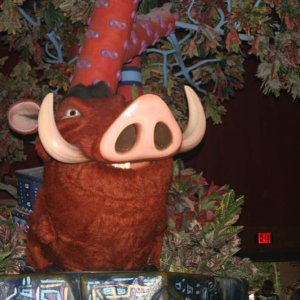 Pumbaa