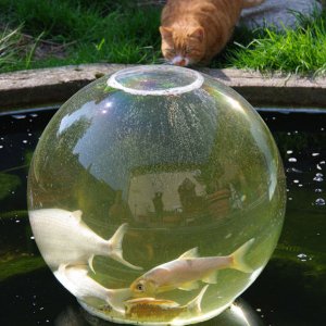 Fischfernseher_1