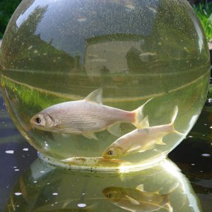 Fischfernseher_2
