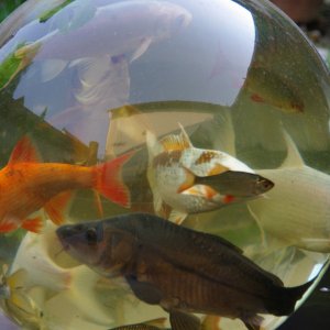 Fischfernseher_3