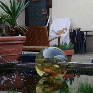 Fischfernseher_4