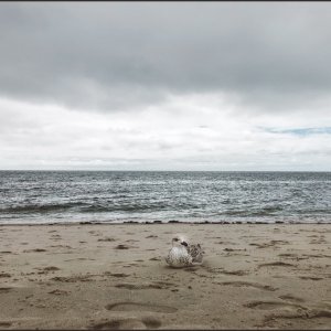 IMG 8447