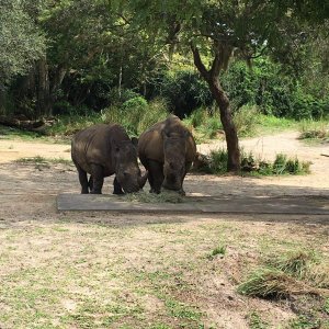 IMG_4949[1].JPG