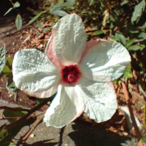 Botanischer_Garten_01.jpg