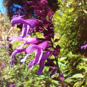 Botanischer_Garten_14.jpg