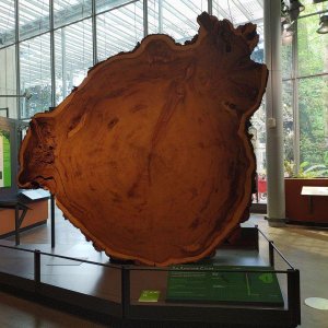 California_Academy_of_Science_Redwood_Tree_Stump_01.jpg