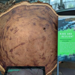 California_Academy_of_Science_Redwood_Tree_Stump_02.jpg