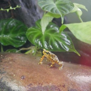 California_Academy_of_Science_Rainforest_03.JPG