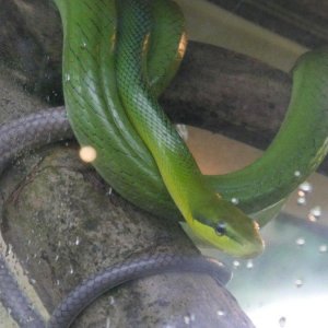 California_Academy_of_Science_Rainforest_04.JPG