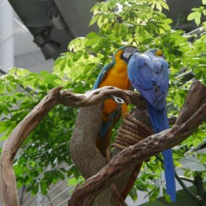 California_Academy_of_Science_Rainforest_05.JPG