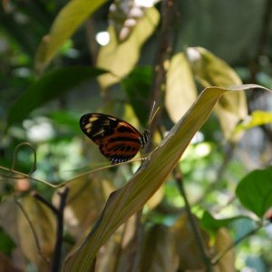 California_Academy_of_Science_Rainforest_06.JPG