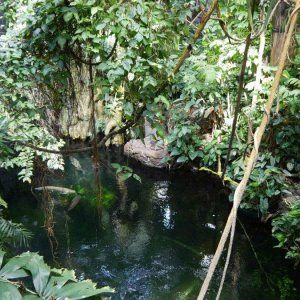 California_Academy_of_Science_Rainforest_07.JPG