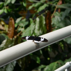 California_Academy_of_Science_Rainforest_08.JPG