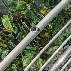 California_Academy_of_Science_Rainforest_09.jpg