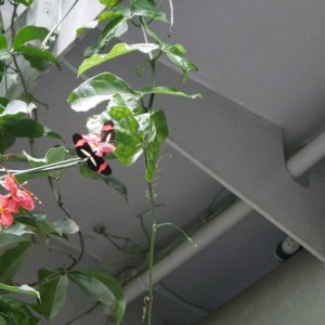 California_Academy_of_Science_Rainforest_10.JPG