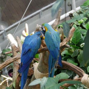 California_Academy_of_Science_Rainforest_11.JPG