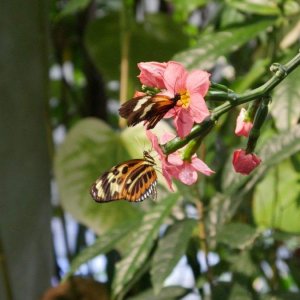 California_Academy_of_Science_Rainforest_12.JPG