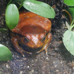 California_Academy_of_Science_Rainforest_14.JPG