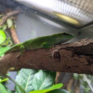 California_Academy_of_Science_Rainforest_16.jpg