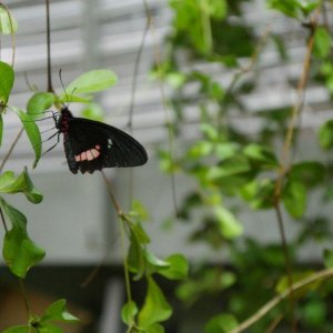 California_Academy_of_Science_Rainforest_17.JPG