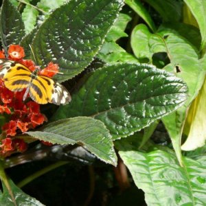 California_Academy_of_Science_Rainforest_18.JPG