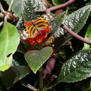 California_Academy_of_Science_Rainforest_19.JPG
