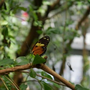 California_Academy_of_Science_Rainforest_20.JPG