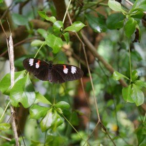 California_Academy_of_Science_Rainforest_21.JPG